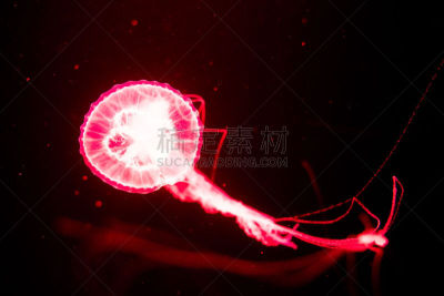 圆形,水下,红色,水族馆,水母,荧光,平衡折角灯,游泳池,发光,游泳