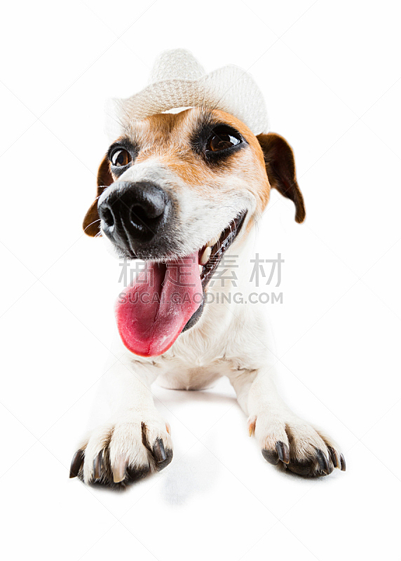 小狗 牛仔 酷 个人随身用品 垂直画幅 美 杰克拉瑟短腿犬 动物嘴 智慧 美人图片素材下载 稿定素材