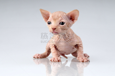 史芬克斯无毛猫,小斑点香猫,egyptian mau,剃光头,可爱的,技能,图像,雄性动物,猫,猫科动物