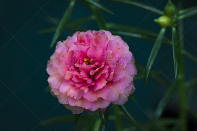 马齿苋,portulaca,自然美,菜园,粉色,图像,美,水平画幅,无人,夏天