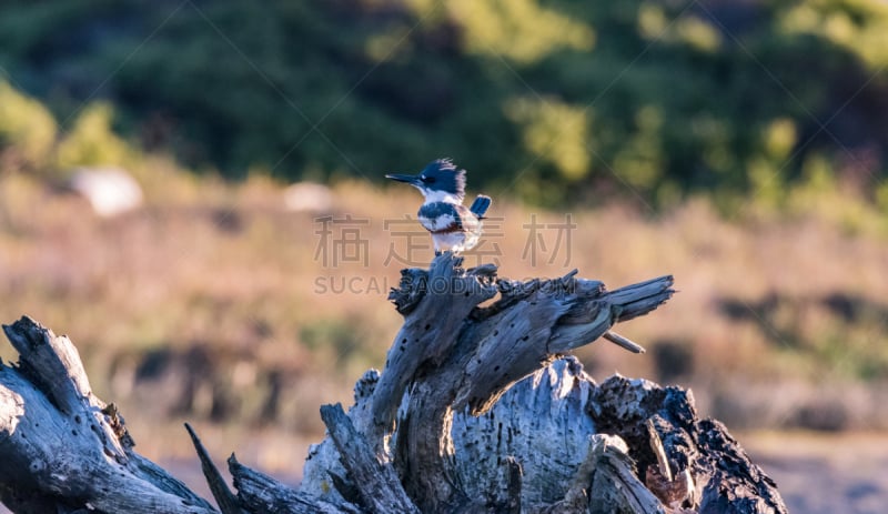 束带翠鸟,莫西干头,翠鸟,死亡的植物,旧金山,水,美国西部,水平画幅,鸟类,早晨