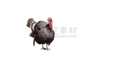火鸡,分离着色,家畜,白色,雄鹿,褐色,水平画幅,无人,家禽,鸟类
