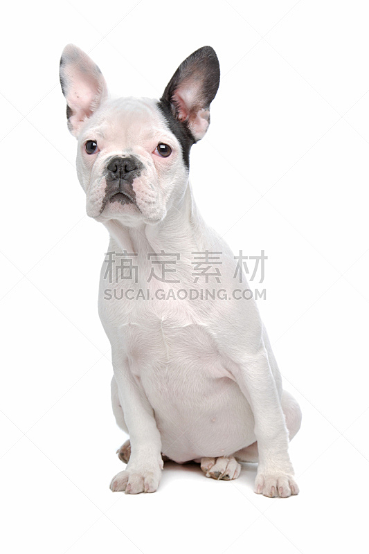 法国斗牛犬 小狗 正面视角 2到3个月 2到5个月 可爱的 动物主题 纯种犬 前面 背景分离图片素材下载 稿定素材