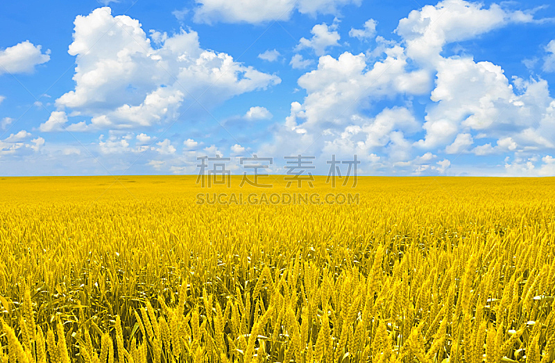 蓝色,天空,金色,小麦,田地,自然,水平画幅,夏天,户外,草