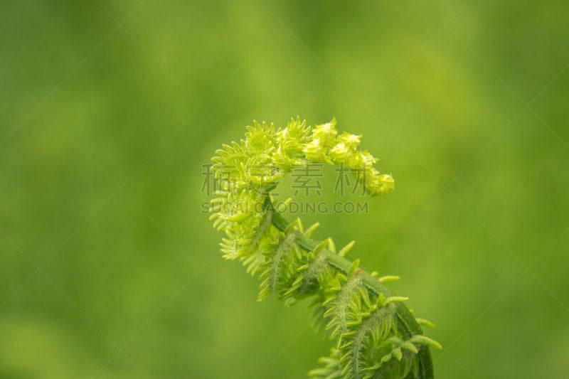 蕨类,好奇心,纽芬兰,选择对焦,留白,水平画幅,孢子,纽芬兰岛,无人,符号