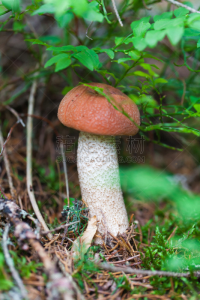 特写,食用菌,伞形毒菌,porcini mushroom,自然,垂直画幅,小的,秋天,无人,苔藓