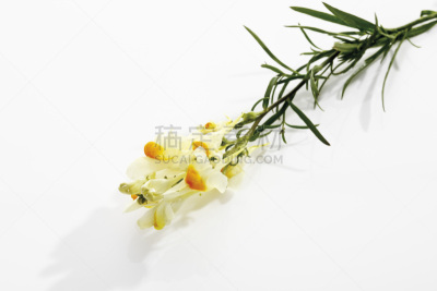 柳穿鱼,鹭管鱼,猴面花,金鱼草,自然,芳香的,水平画幅,无人,白色背景,特写