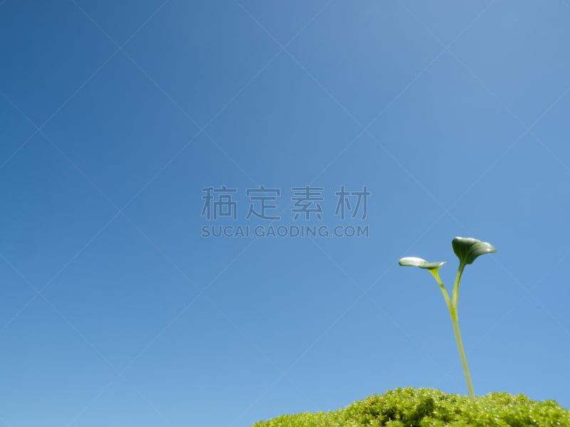 秧苗,水平画幅,子叶,无人,蓝色,夏天,特写,活力,春天,植物