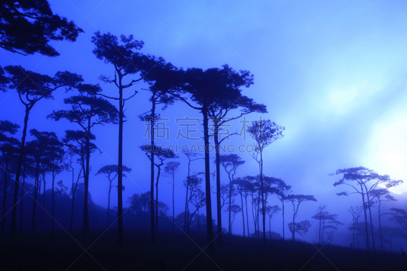 松树,早晨,森林,自然,天空,野生动物,水平画幅,蓝色,旅行者,户外