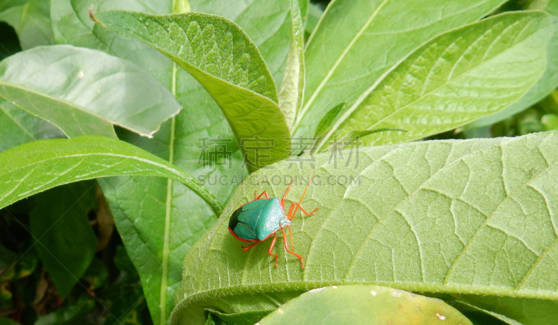 green shield bug,自然,野生动物,水平画幅,绿色,小的,无人,动物学,红色,盾蝽