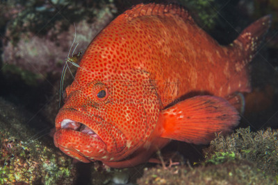 红点石斑,珊瑚鱼,清洁虾,pectoral fin,背鳍,indopacific ocean,鲶科鱼,共生关系,动物嘴,水平画幅