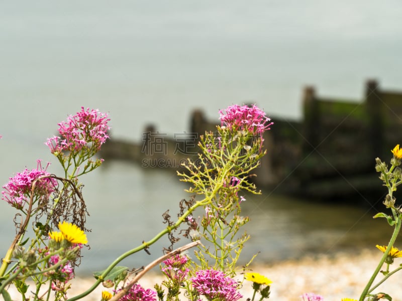 植物群,海岸地形,whitstable,肯特,水平画幅,肯特岛,无人,散焦,户外,海洋