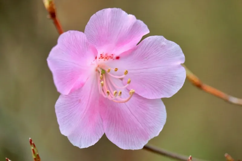 桃色花 桃色花图片 桃色花素材下载 稿定素材 桃色花 桃色花图片 桃色花素材下载 稿定素材