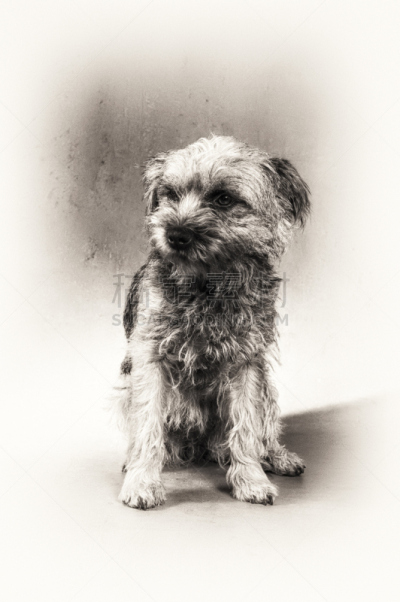 博德猎狐犬,梗犬,狗,美术肖像,动物毛发,黑白图片,垂直画幅,正面视角,机敏,无人