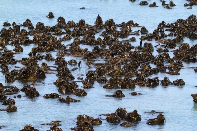 衣藻,红海草,红藻,绿藻,海藻灰,水平画幅,无人,藻类,海洋,海草