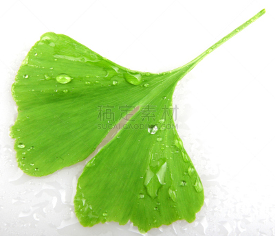 银杏,美,水平画幅,绿色,无人,白色背景,健康保健,健康,胶囊,营养品