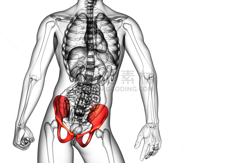 骨盆,健康保健,骨骼,插画,三维图形,股骨,软骨,人体子宫,人类骨架,四肢