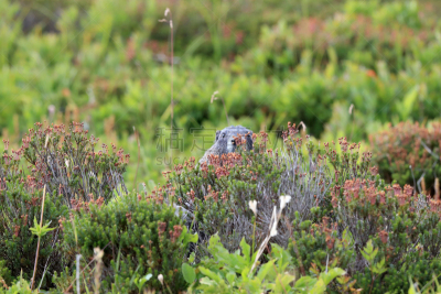 灰白旱獭,雨山国家公园,华盛顿州,华盛顿,雷尼尔雪山,冻原,羽扇豆,野生动物,美国,灰色