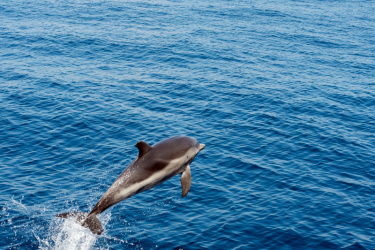海豚,深蓝色的大海,水平画幅,无人,大西洋群岛,水下,野外动物,夏天,大西洋白脊豚,哺乳纲