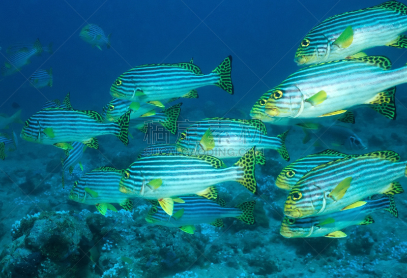 鸡仔鱼,black spotted sweetlips,oriental sweetlips,阿里环礁,马尔代夫,水平画幅,无人,水下,野外动物,鱼类