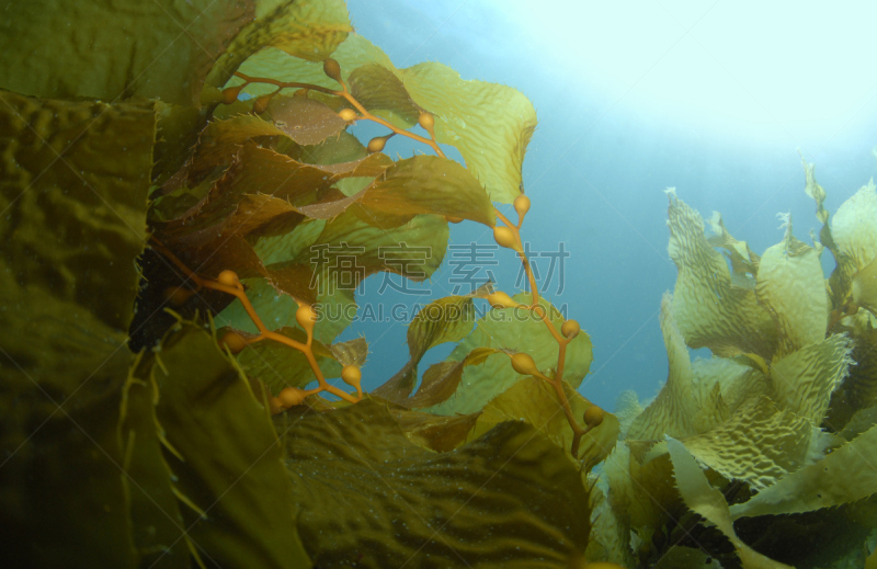 海藻灰,背景,水,褐色,水平画幅,无人,水下,科学,生物学,海草