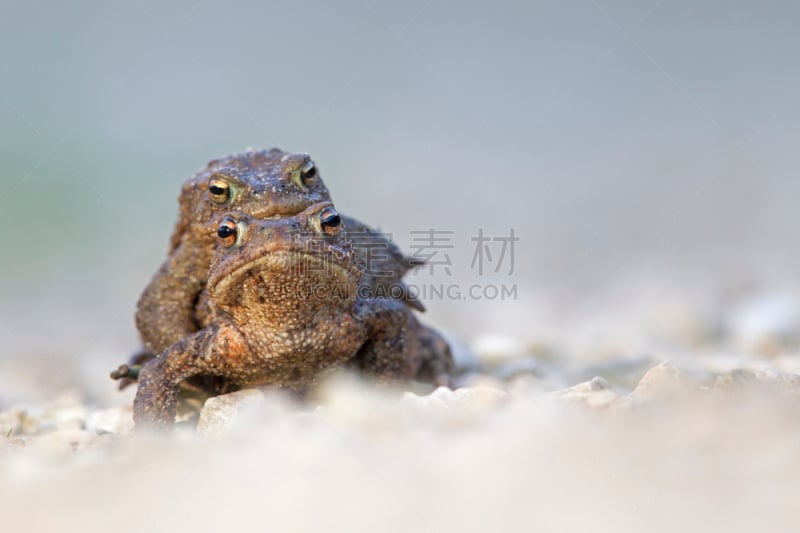 癞蛤蟆,季节,蛙科,普通蟾蜍,三只动物,动物交配,蟾蜍,自然,图像聚焦技术,选择对焦