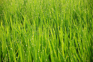 水,草,稻,绿色,水滴,天空,新的,草原,水平画幅,纹理效果