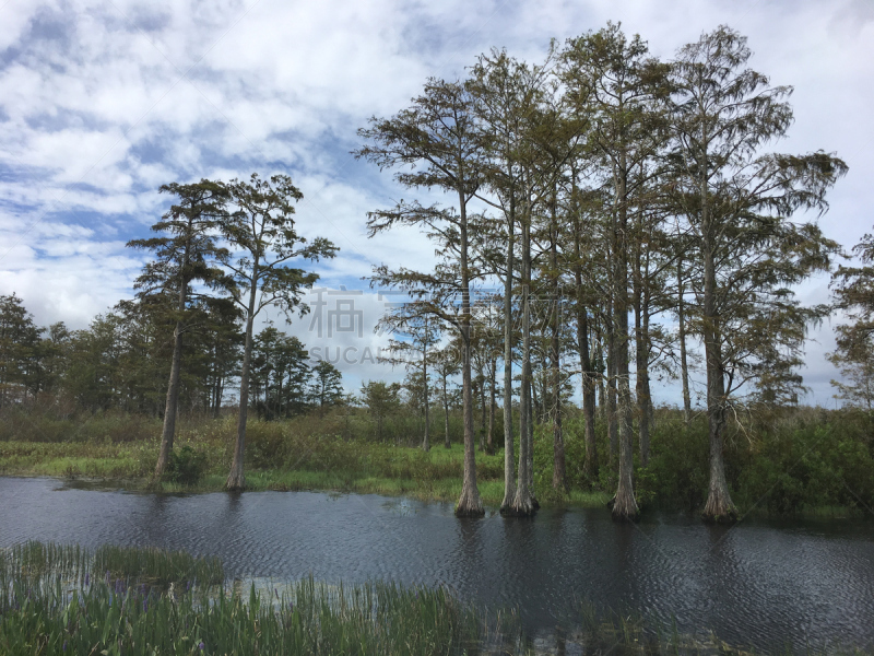 fall foliage in the swamps