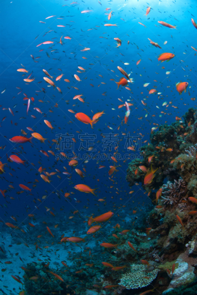 混沌,鱼类,垂直画幅,无人,埃及,达哈巴,红海,昆虫群,海洋,中东
