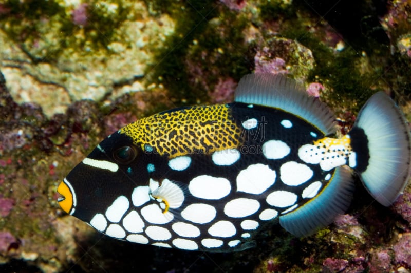 水族馆,小丑鳞鲀,水,水平画幅,无人,巨大的,水下,海鱼,海洋,礁石