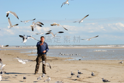 科珀斯克里斯蒂,墨西哥湾,海洋生命,野生动物,翅膀,动物群,动物,鸟类,德克萨斯,海岸线