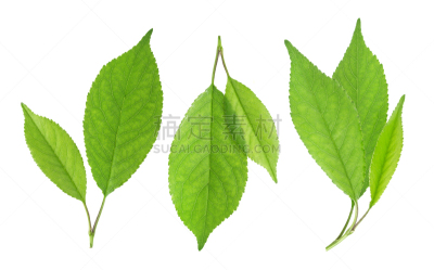 樱桃,叶子,白色背景,分离着色,留白,杏,白色,柠檬,李子,清新