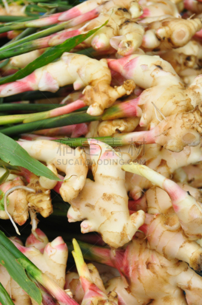 背景,生姜,大量物体,shell ginger,喉咙,长寿饮食,垂直画幅,身体受伤,素食,生食