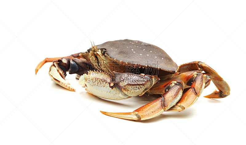 螃蟹,分离着色,水平画幅,水生动植物,动物,海产,背景分离,虾,食品,肉