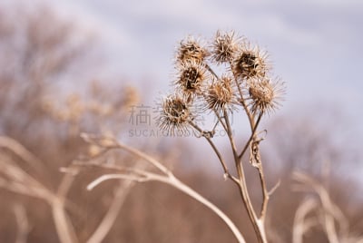 干的,枝,背景,运动模糊,轻的,美,褐色,水平画幅,雪,无人