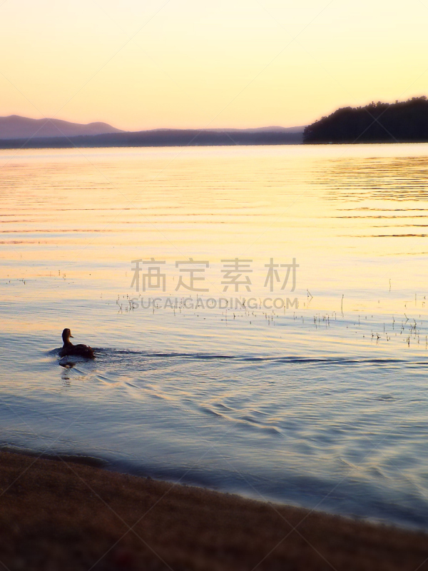 湖,鸭子,温尼佩绍基湖,水鸟湖,黄色背景,柔焦,紫色背景,浅蓝色,垂直画幅,水