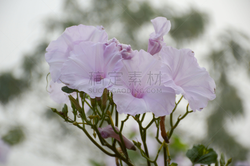 牵牛花,自然,美,水平画幅,绿色,无人,户外,特写,泰国,圆叶牵牛