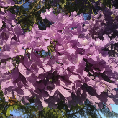 紫色,紫薇科树,青绿色,无人,园艺,嫩枝,夏天,方形画幅,特写,花