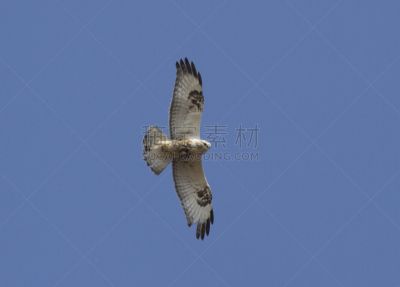 天空,海洋,腿上生羽毛的鹰,棕石棉,鹰爪,自然,食肉鸟,水平画幅,鸟类,特写