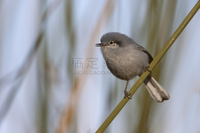 灰翼莺,面具,蓝知更鸟,鸣鸟,自然,南美,野生动物,阿根廷,灰色,水平画幅