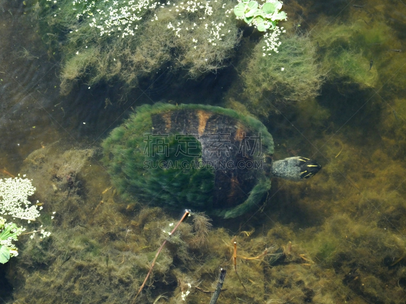 伪龟属,佛罗里达红腹黑鸭,海龟,野生动物,爬行纲,水平画幅,2015年,藻类,湿地,摄影