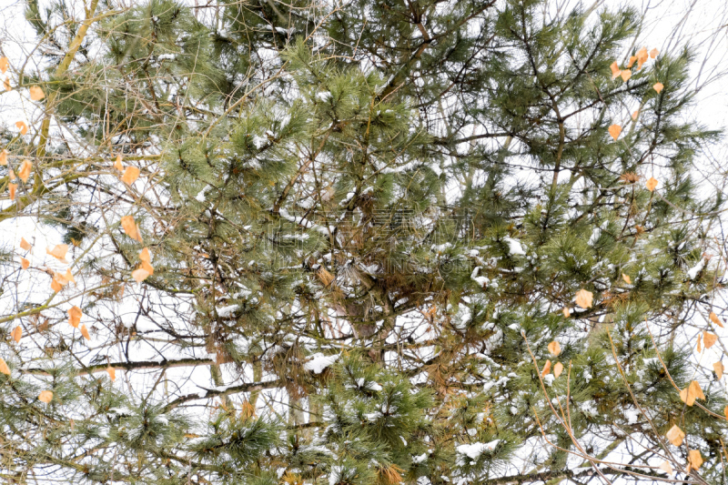 Branches of pine with cones. Coniferous tree with cones. Gymnosperms.