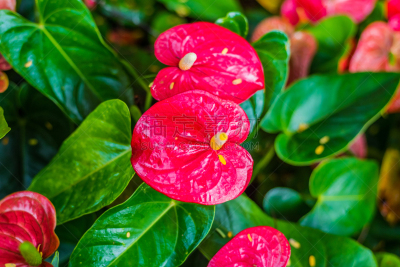 肉穗花序,红色,仅一朵花,菜园,自然,水平画幅,无人,夏天,特写,植物茎