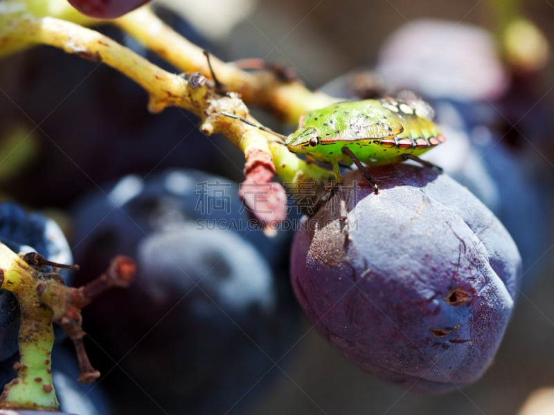 Green Shield Bug,葡萄,南,菜园,有蔓植物,水平画幅,绿色,户外,特写,收获