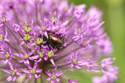 goliath beetle,葱属植物花,圣甲虫,水平画幅,无人,户外,特写,仅一朵花,植物,甲虫