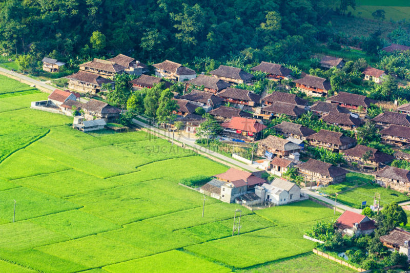 乡村,山谷,田地,越南,稻,英国飞机公司,儿子,垂直画幅,水,枝繁叶茂