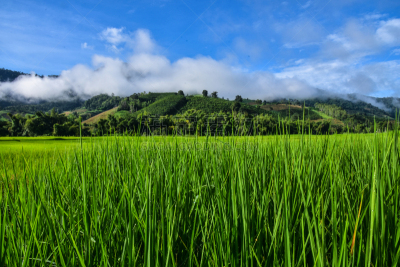 rice terraces In the rural mountain