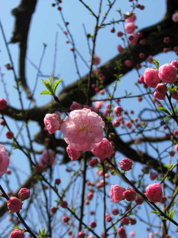 樱花,粉色,故宫,垂直画幅,美,芳香的,户外,云景,仅一朵花,国际著名景点