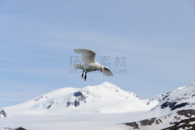 雪,奥巴,自然,水,天空,美,水平画幅,蓝色,鸟类,户外