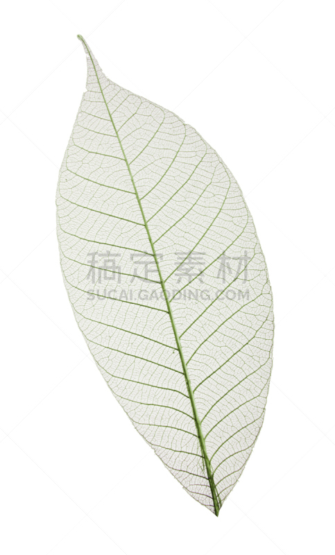 叶子,式样,东方棉白杨叶,柳叶,没食子叶,白杨叶,橡胶树,垂直画幅,无人,叶脉
